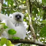 Lemurs need your help: Donate to Wildlife Madagascar on Giving Tuesday Lemur-e1732519012919