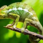 Chameleon Panther-chameleon-2