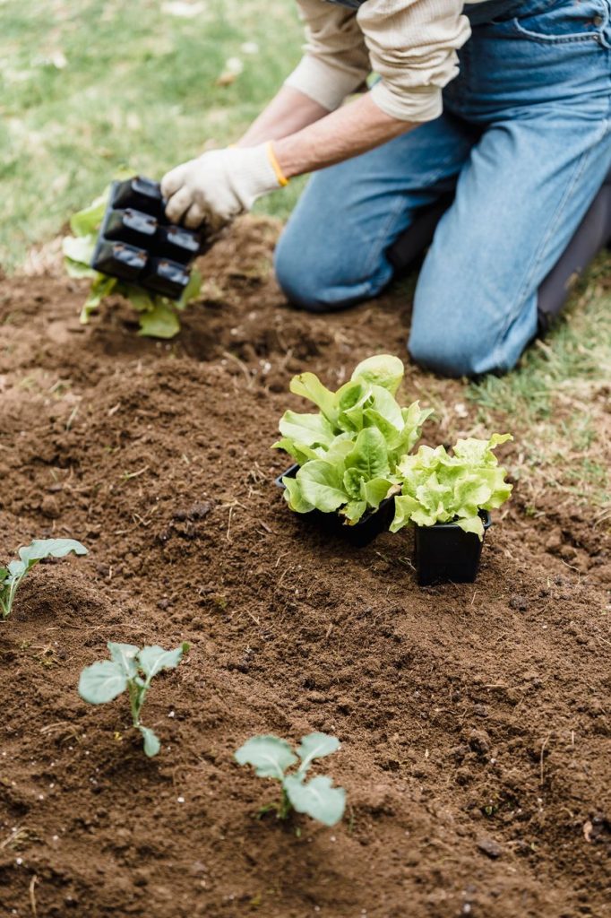 a woman planting on the garden plot