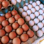 assorted brown and white eggs in cartons