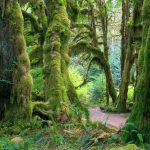 What are the most popular national parks in the U.S.? Olympic_National_Park_Washington_Bing_4K_2560x1600-3710927211