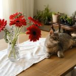 Did you know you have to pay to get information from animal Poison Control? cat lying on table next to vase with flowers