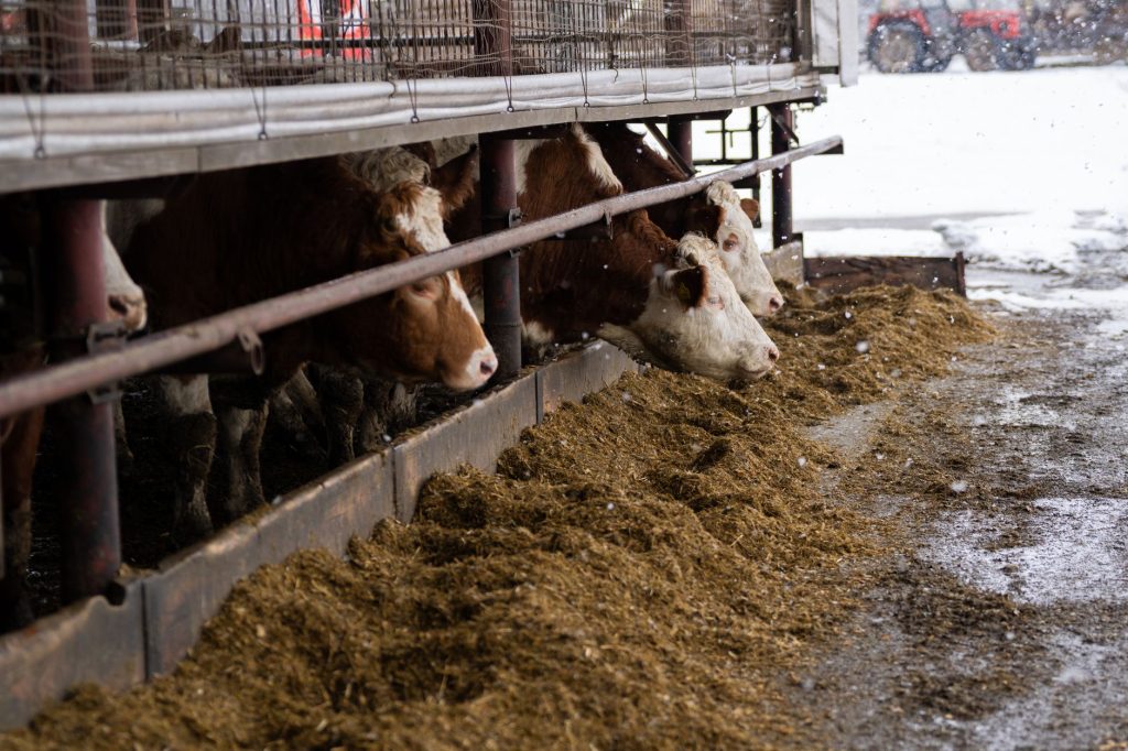 cows feeding in a slovakian winter farm scene