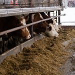 cows feeding in a slovakian winter farm scene