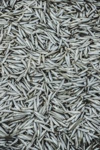 long and thin fishes