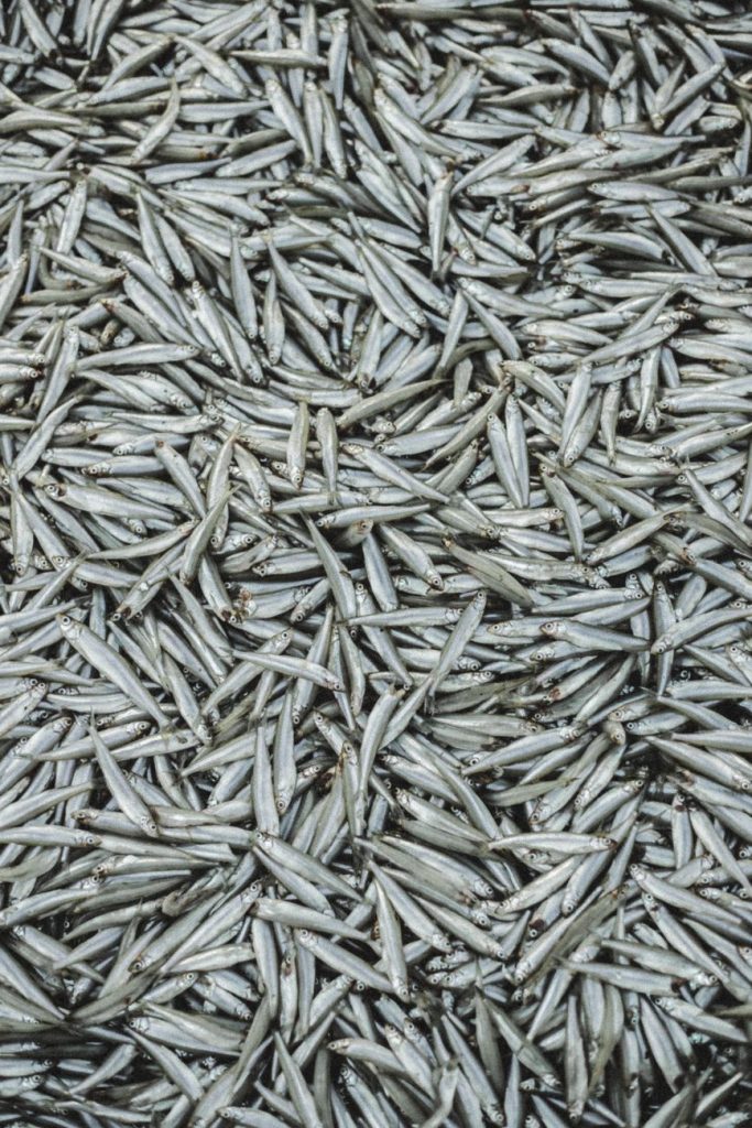 long and thin fishes